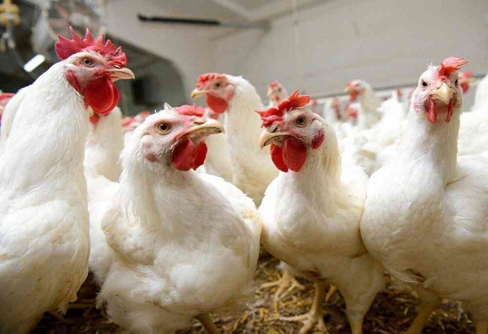 الصناعة: مخالفة محال تبيع أفخاذ وصدور الدجاج فقط