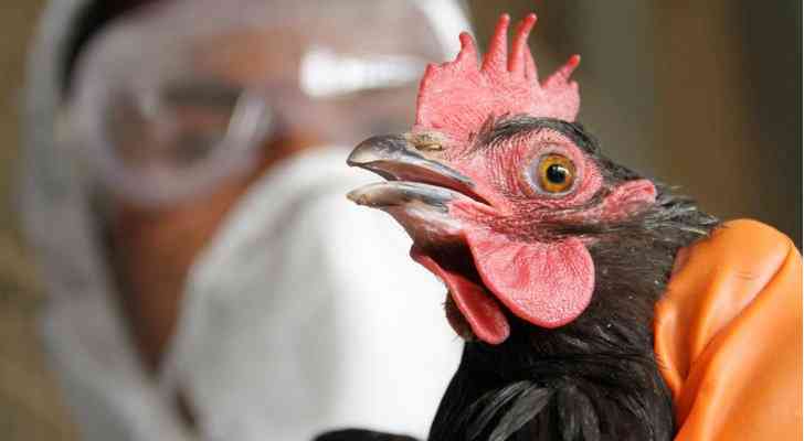 توضيح حكومي حول أسعار الدجاج والكميات المتوفرة في الأسواق
