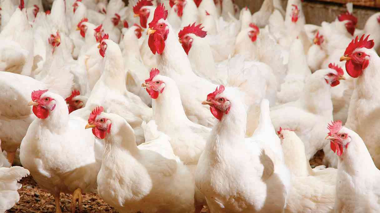 مسؤول حكومي: مشكلة نقص الدجاج بدأت بالتلاشي