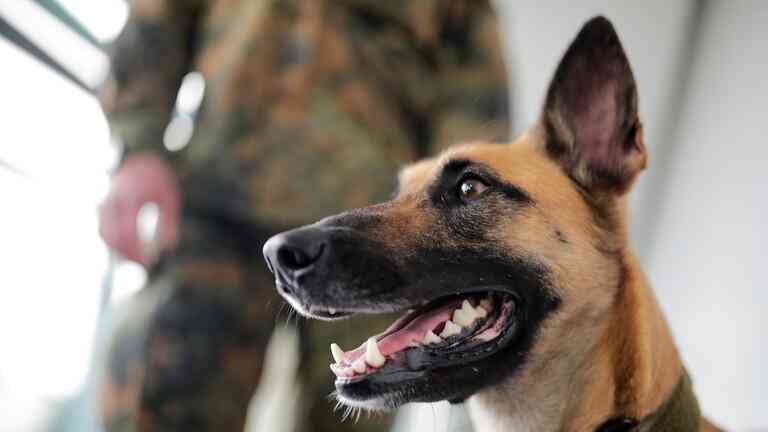 صدور نظام جديد لمراقبة واقتناء الكلاب ضمن حدود أمانة عمان