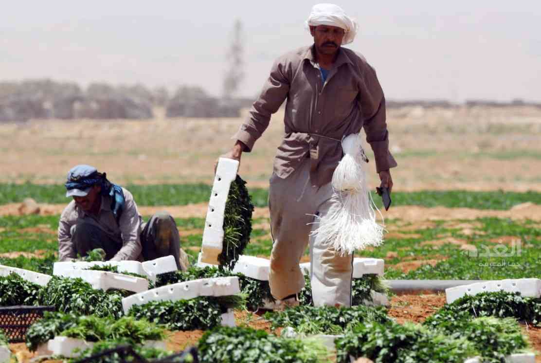 الشريف: مشكلة وخيمة تهدد الزراعة في الأردن