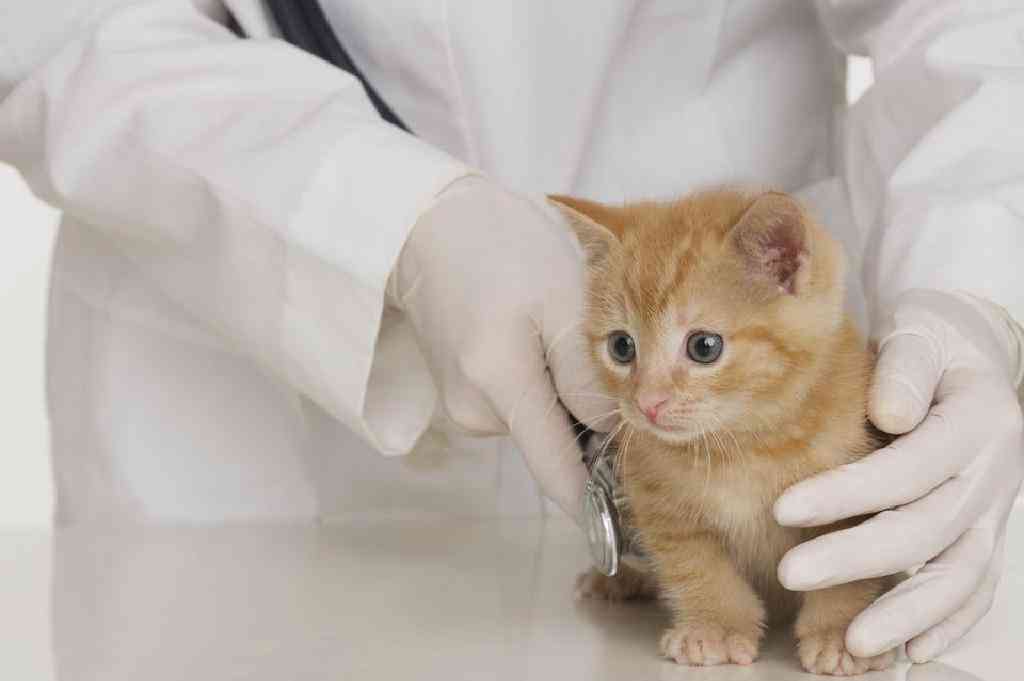 سببه القطط.. أطباء يحذرون من انتشار مرض في الأردن