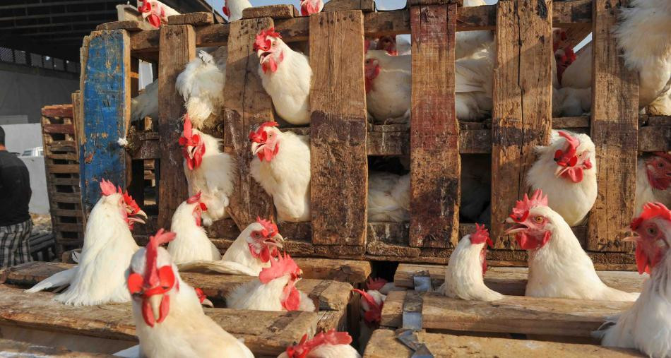 أبو دقر: الدجاج المحلي المجمد مُكدّس في الأسواق