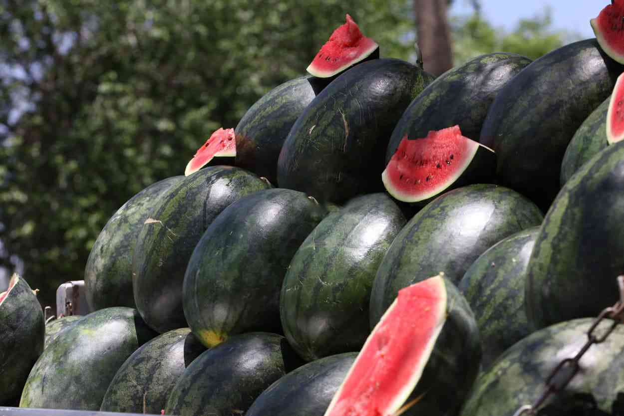 العوران يكشف سبب ارتفاع أسعار البطيخ خلال الأيام الماضية